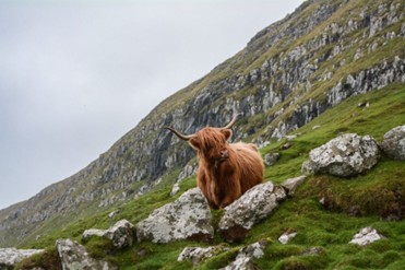 Highland Cow enjoying the mountainside
